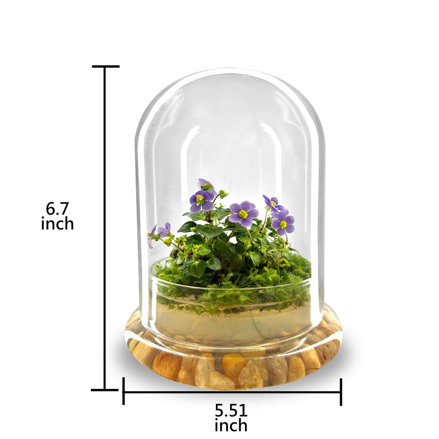Bloomify Persian Violet lived in Terrarium Jar