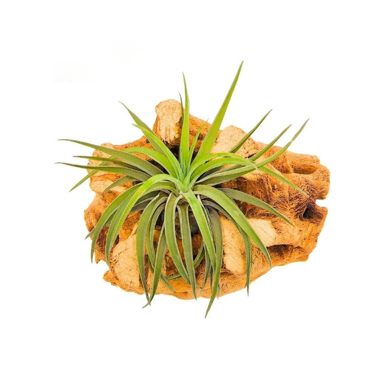 Velutina Air Plant, 2-3"