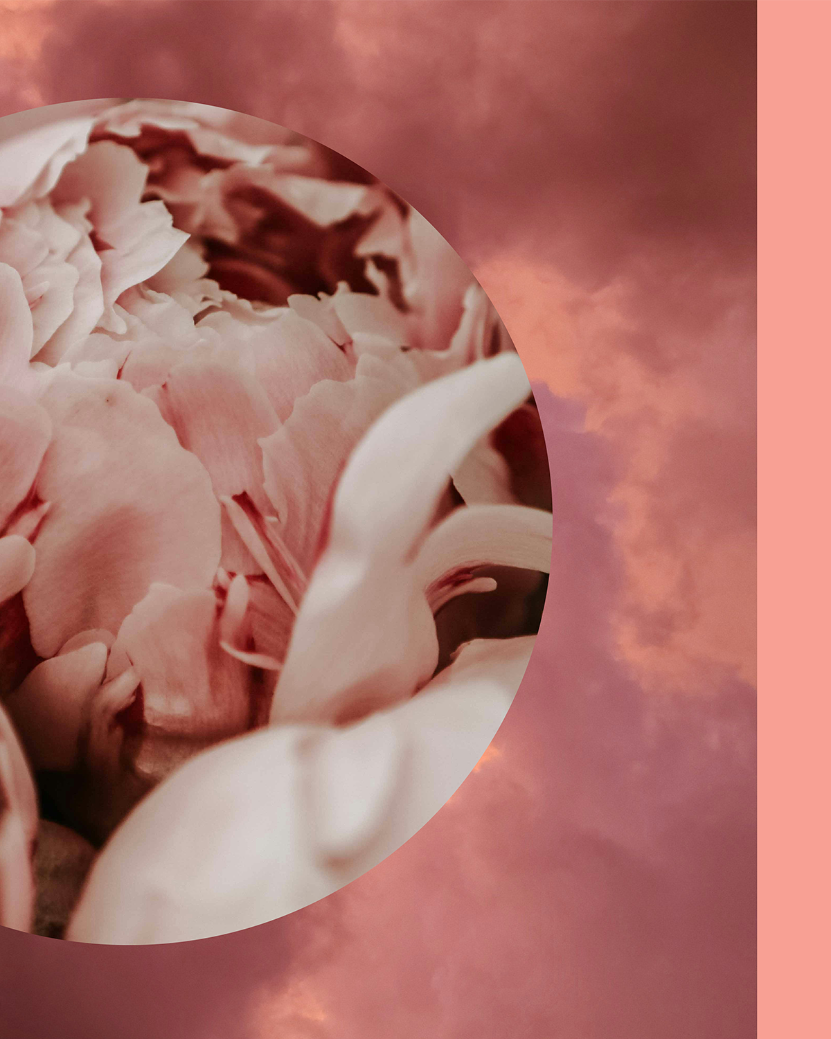 Bloom— Peony & Raspberry