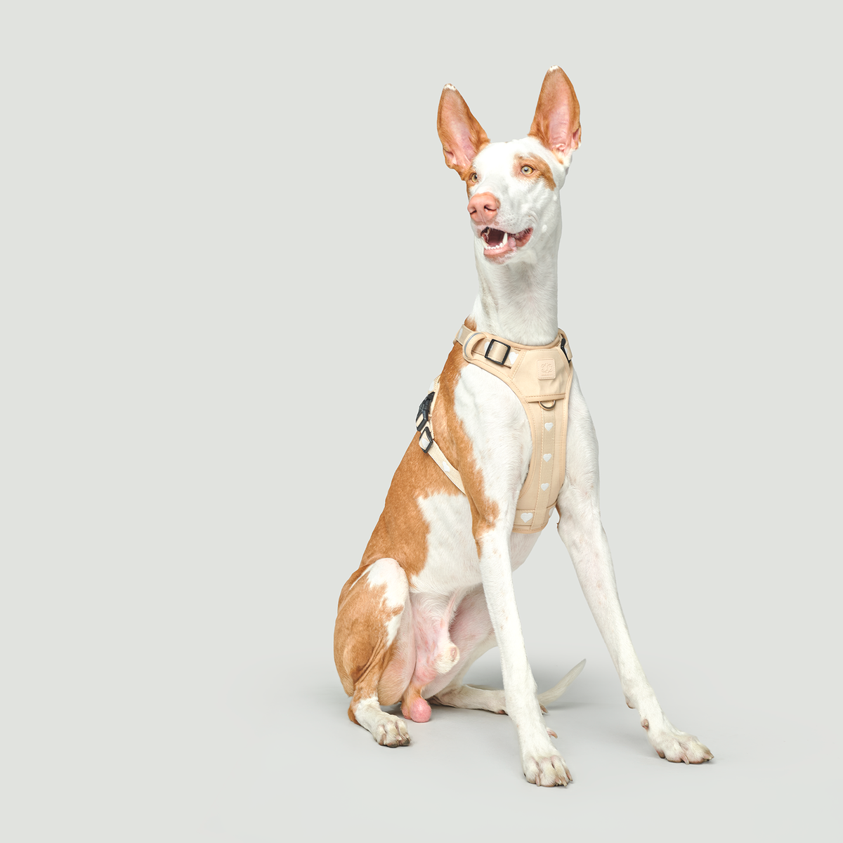 Nomad City Leash Set - Icon
