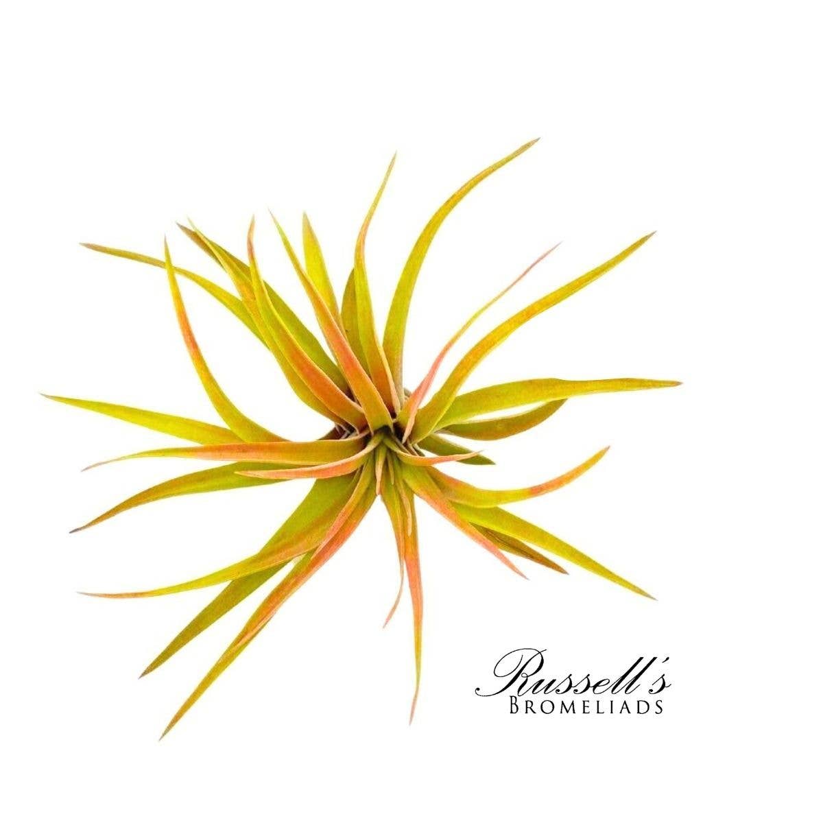 Velutina Air Plant, 2-3"