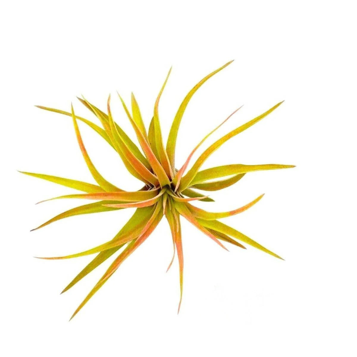 Velutina Air Plant, 2-3"