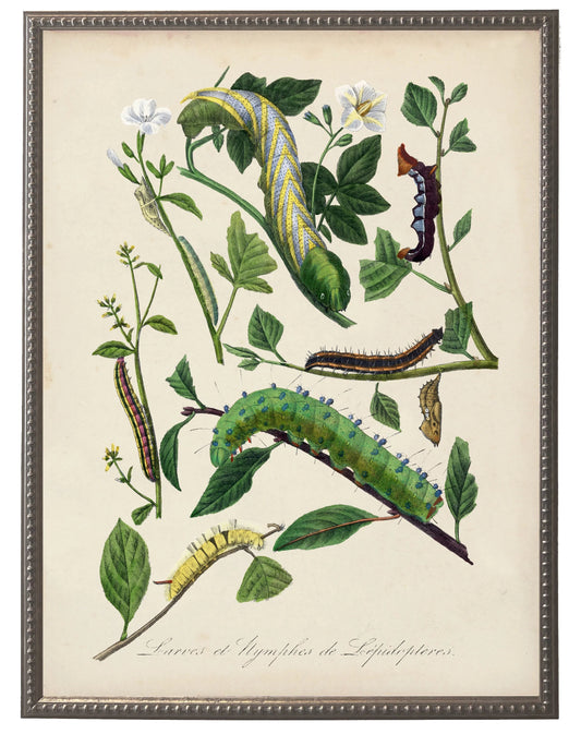 Caterpillar and Flower Print in Beaded Pewter Frame