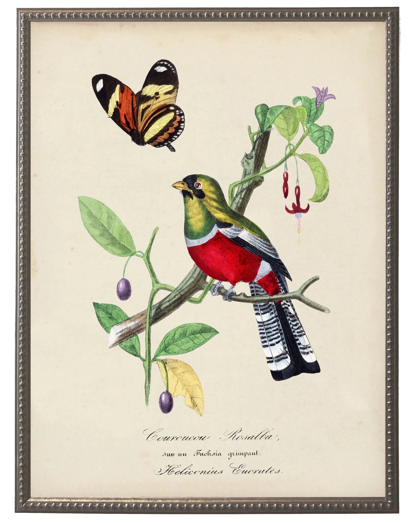 Vintage crimson rosella and flower print on a distressed background in a beaded pewter frame sized 16x20