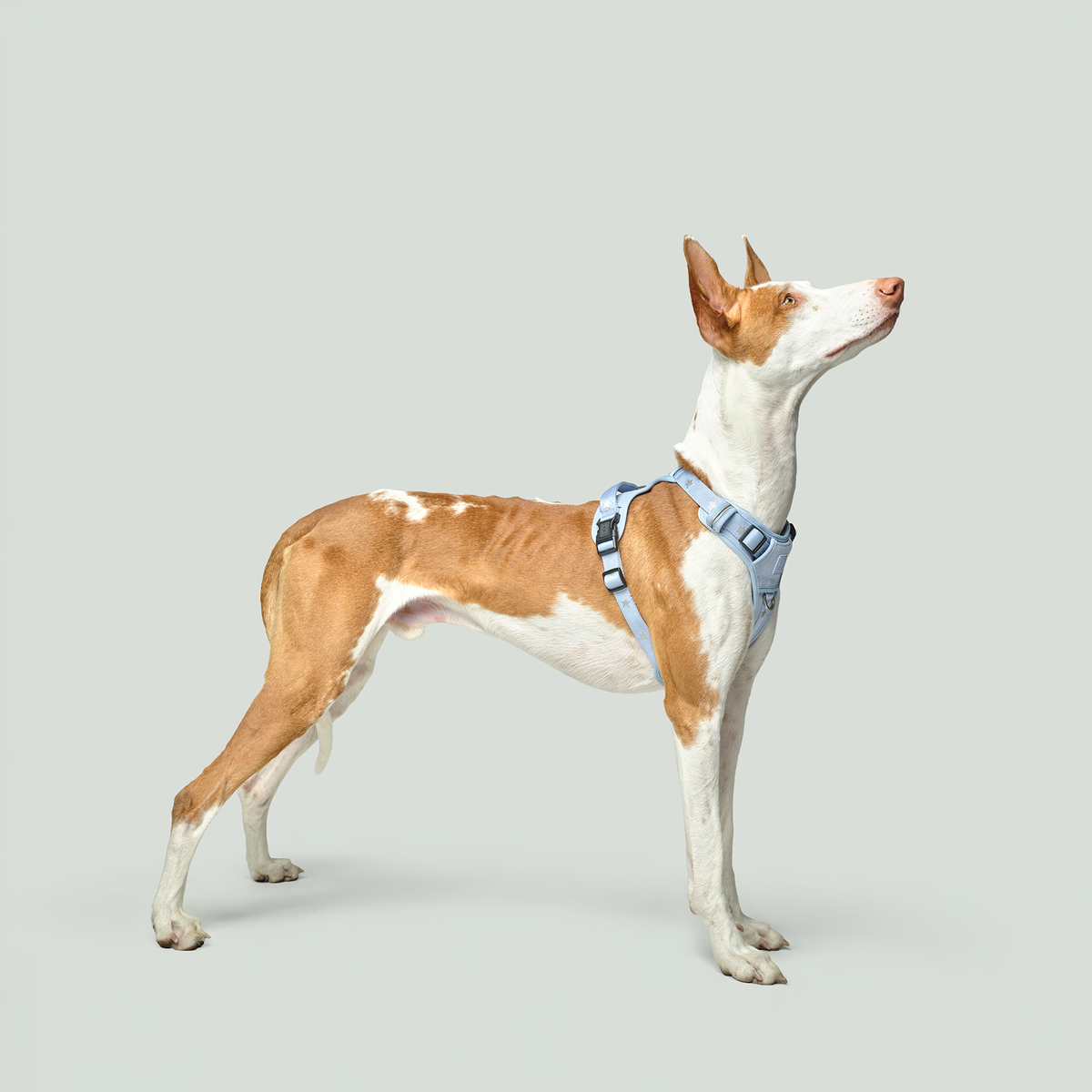 NoMad City Leash Set - Rockstar Hudson