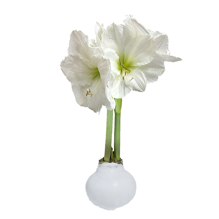 White Flower White Wax Base 36+