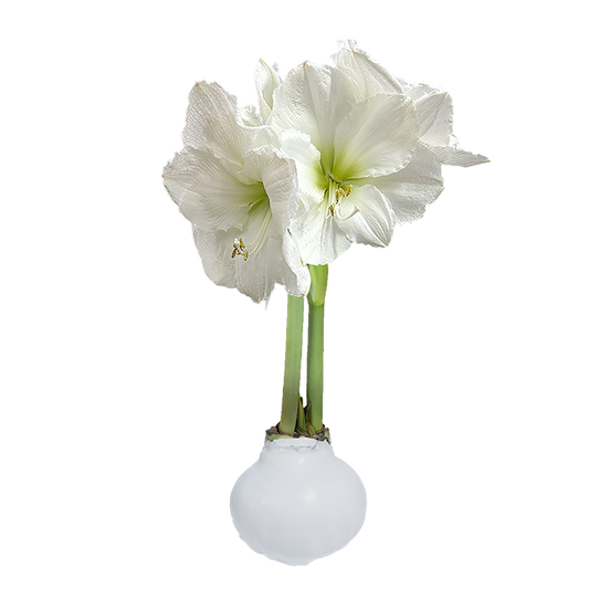 White Flower White Wax Base 36+