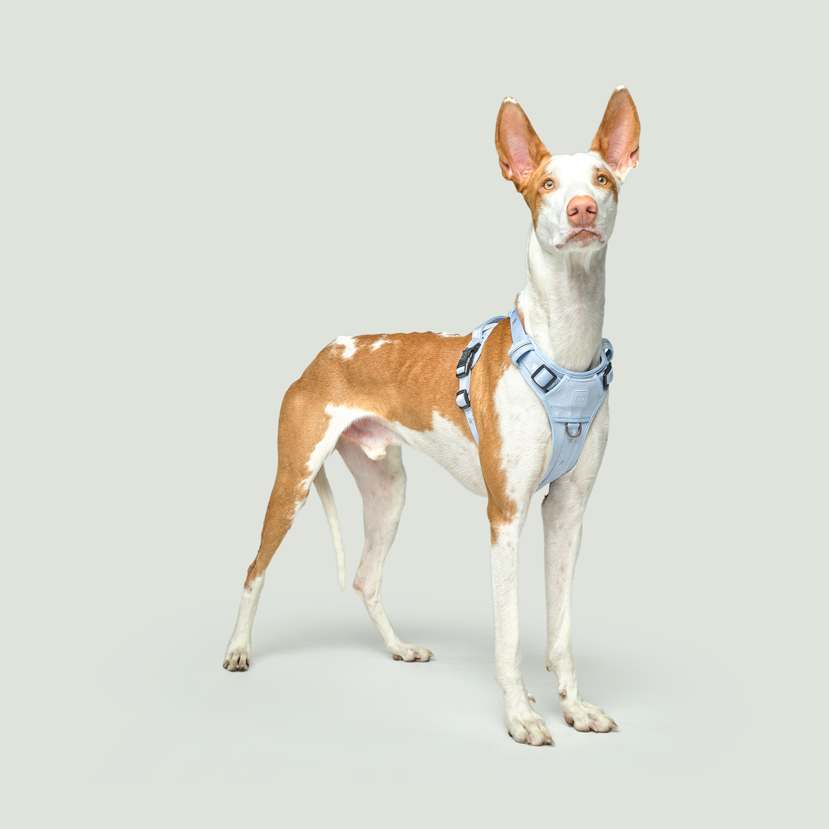 NoMad City Leash Set - Rockstar Hudson