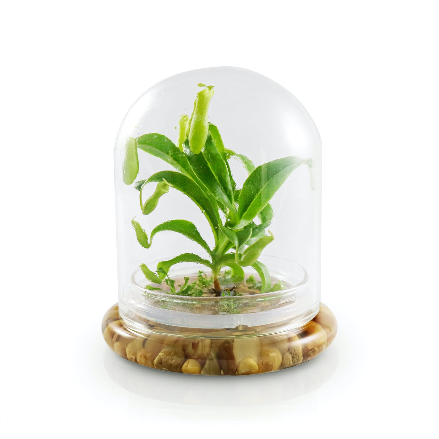 Live Pitcher Plant Terrarium