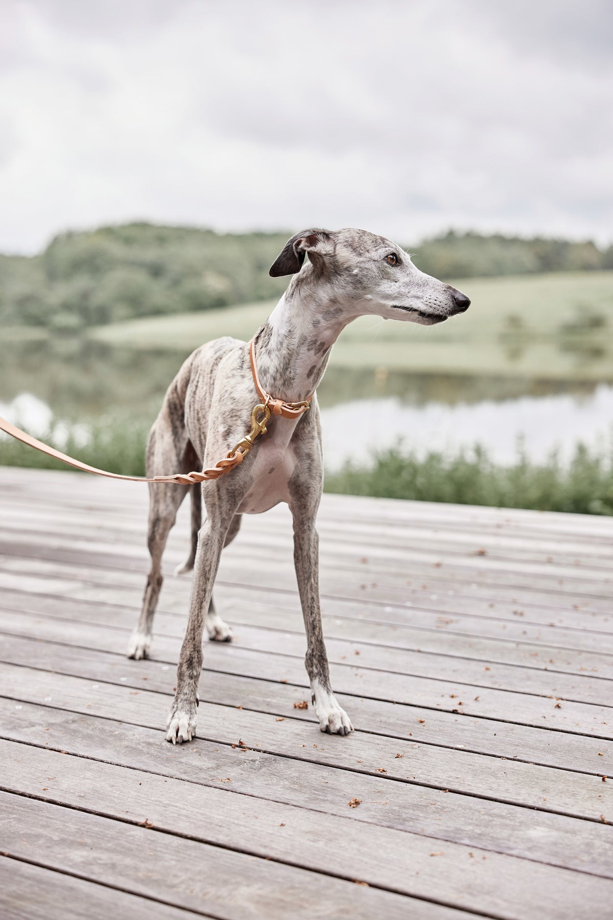 Robin Dog Collar Medium - Natural