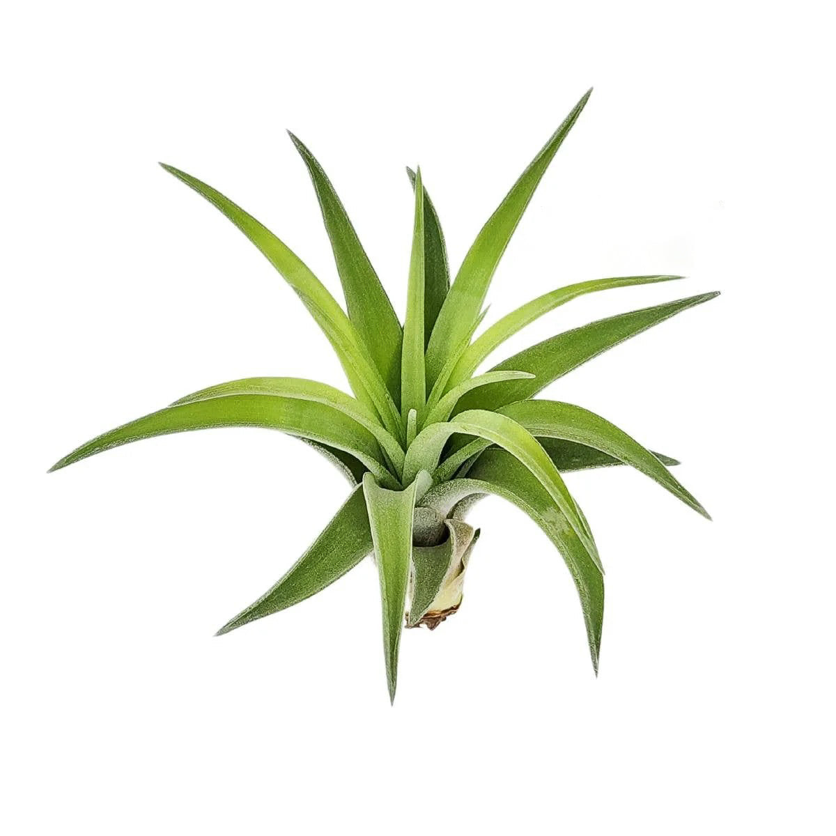 Velutina Air Plant, 2-3"