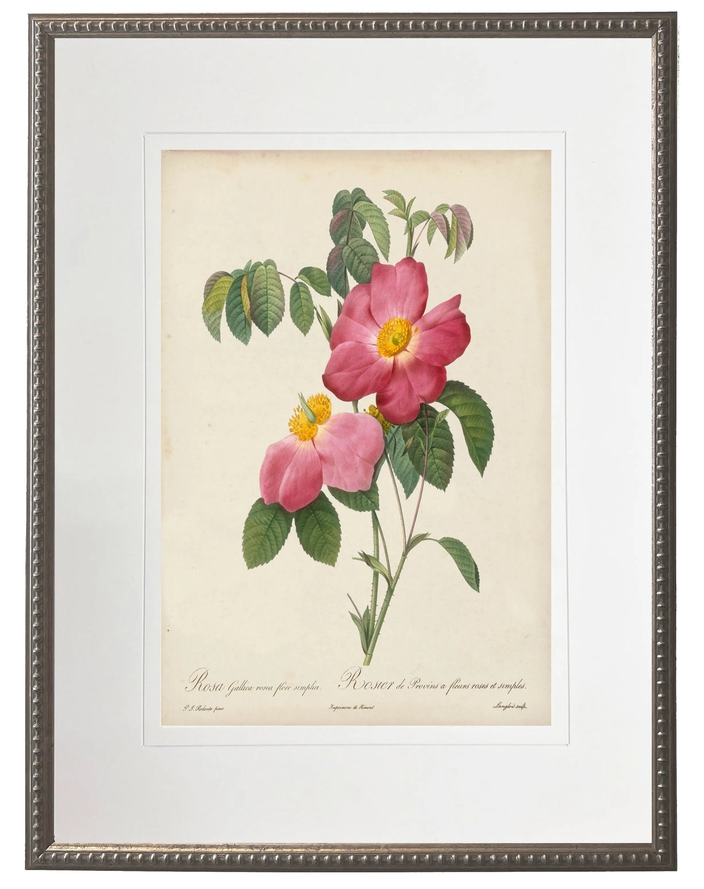 Vintage Pink Rose Print in Beaded Pewter Frame