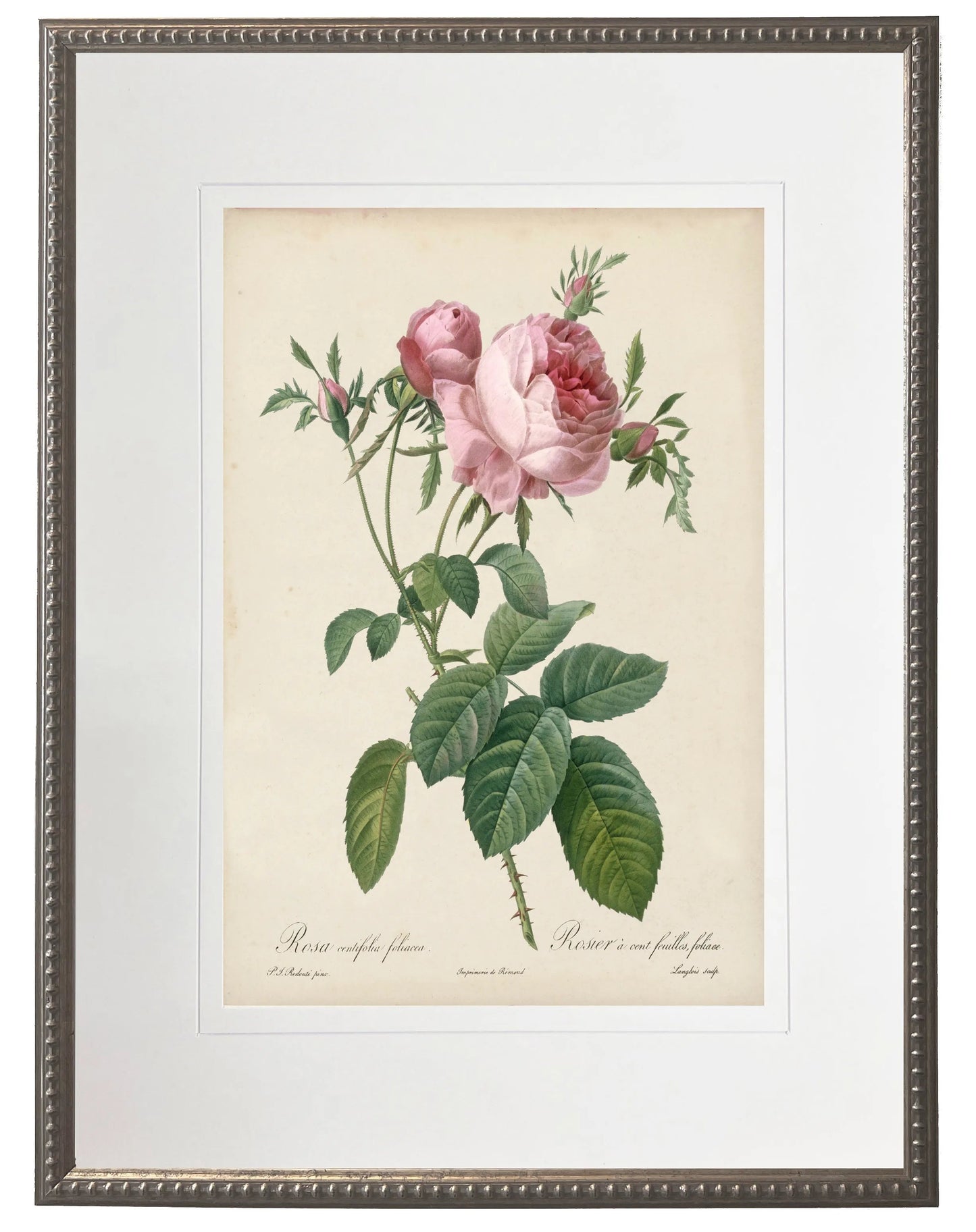 Pink Rose Botanical Print in Beaded Pewter Frame