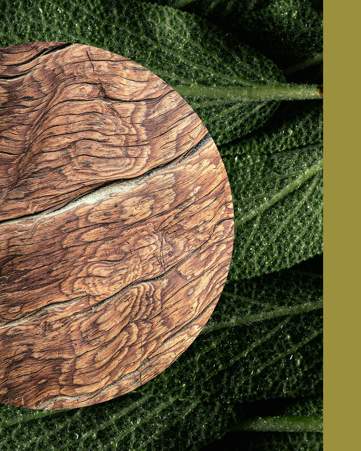 SAGE — CANNABIS & SAGE