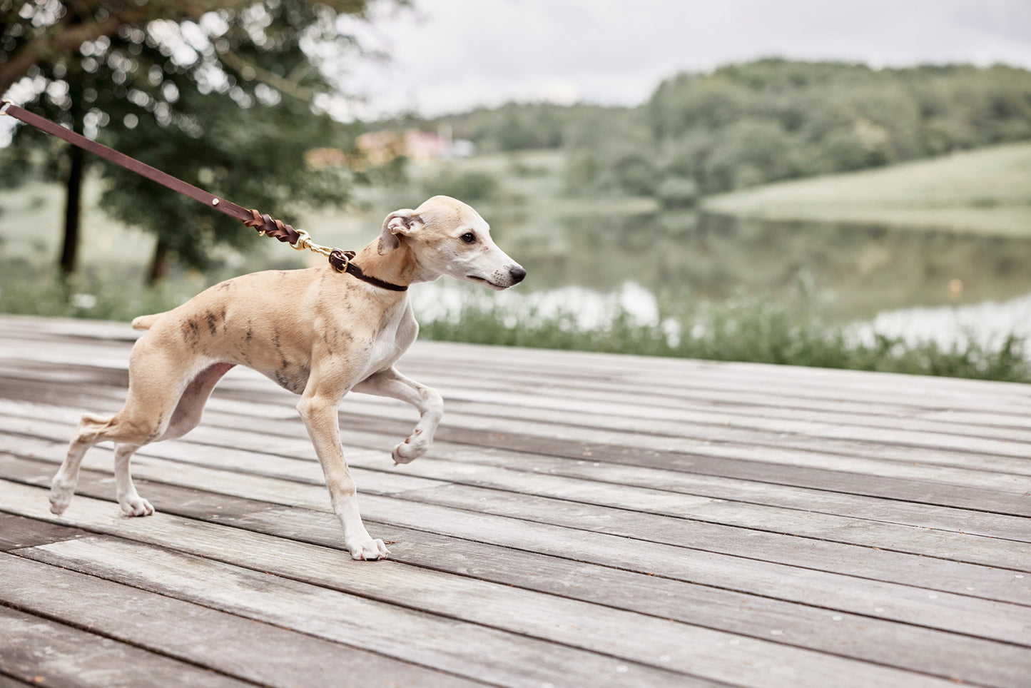Robin Dog Collar Medium - Choko
