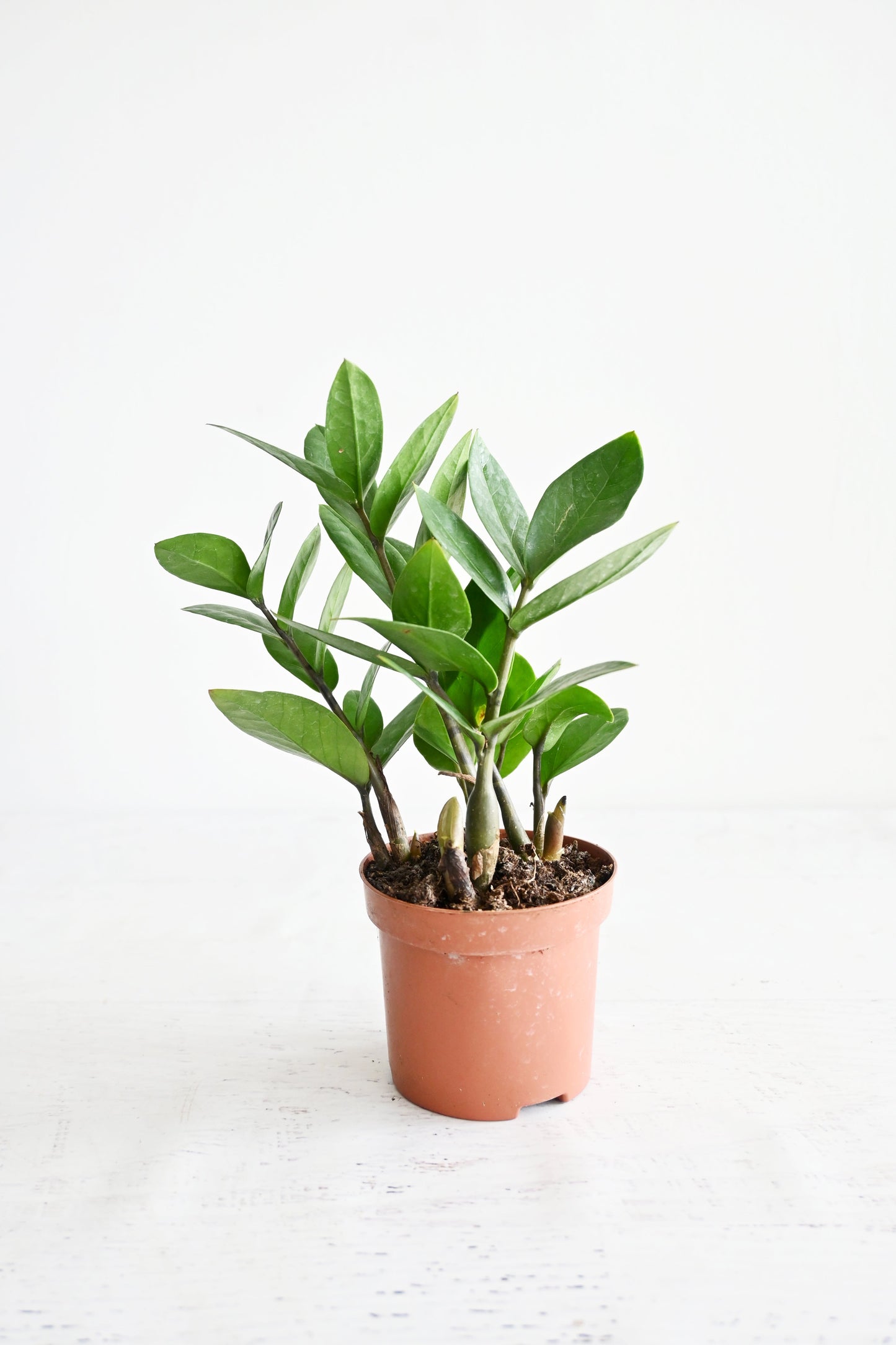 ZZ Plant