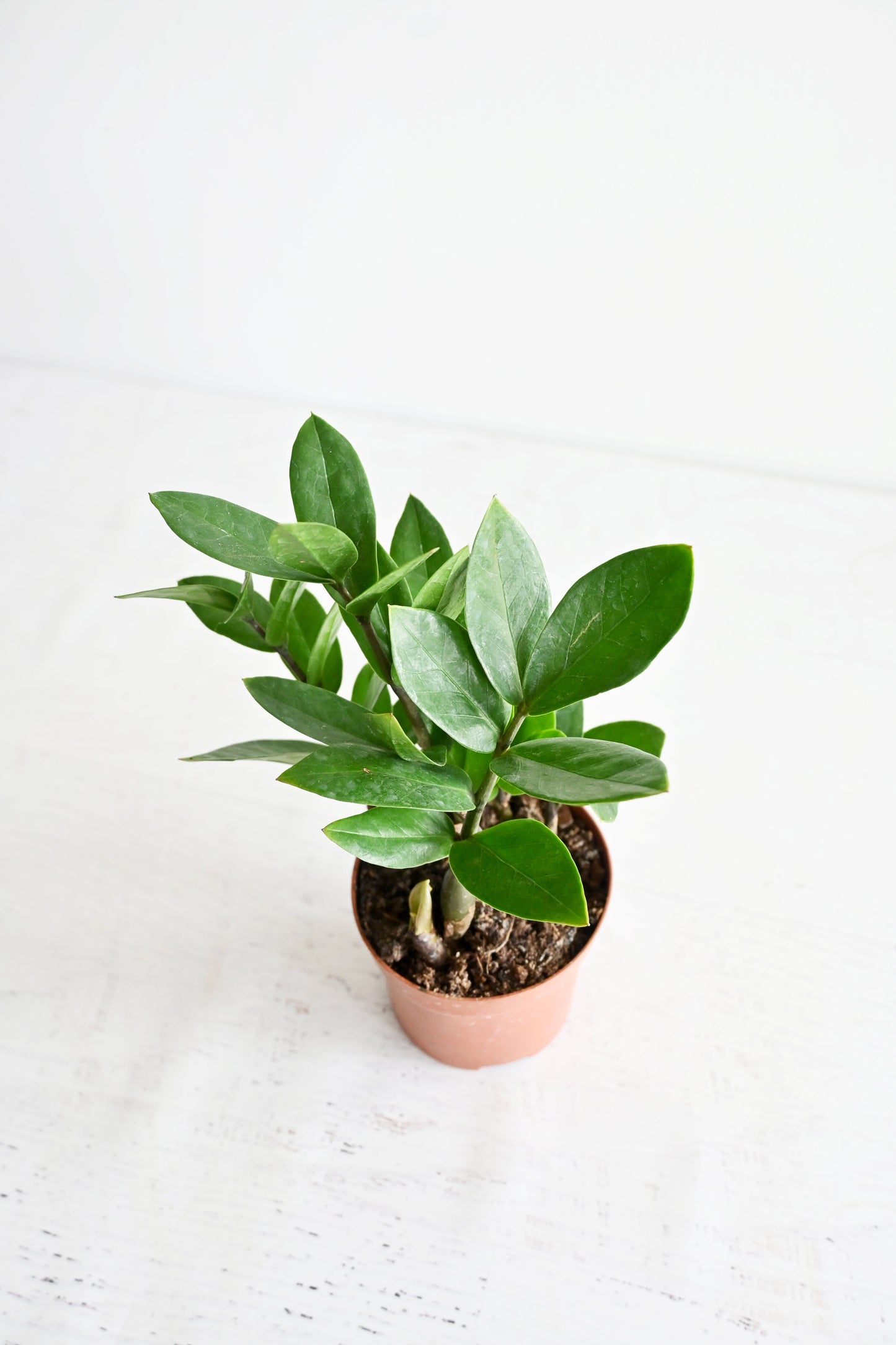 ZZ Plant