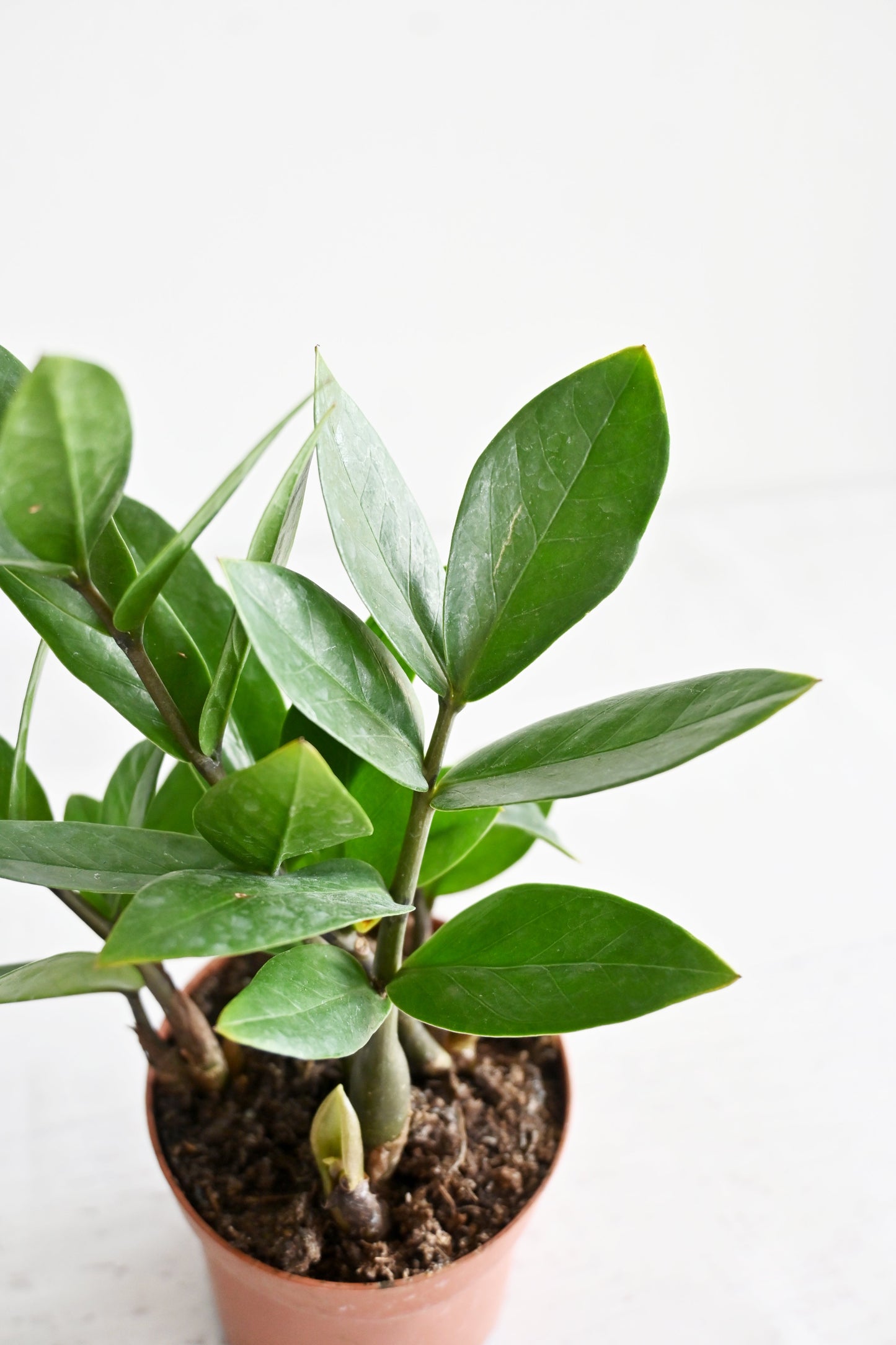 ZZ Plant