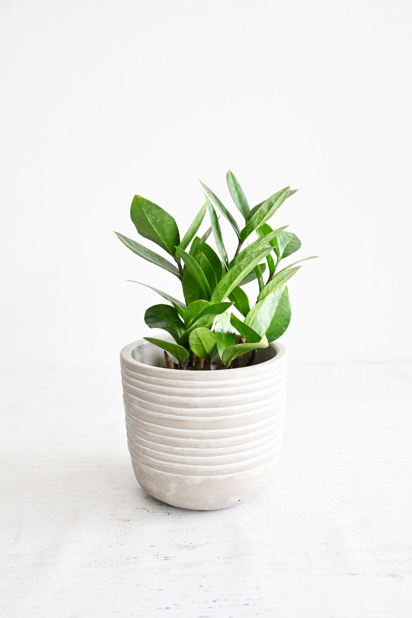 ZZ Plant