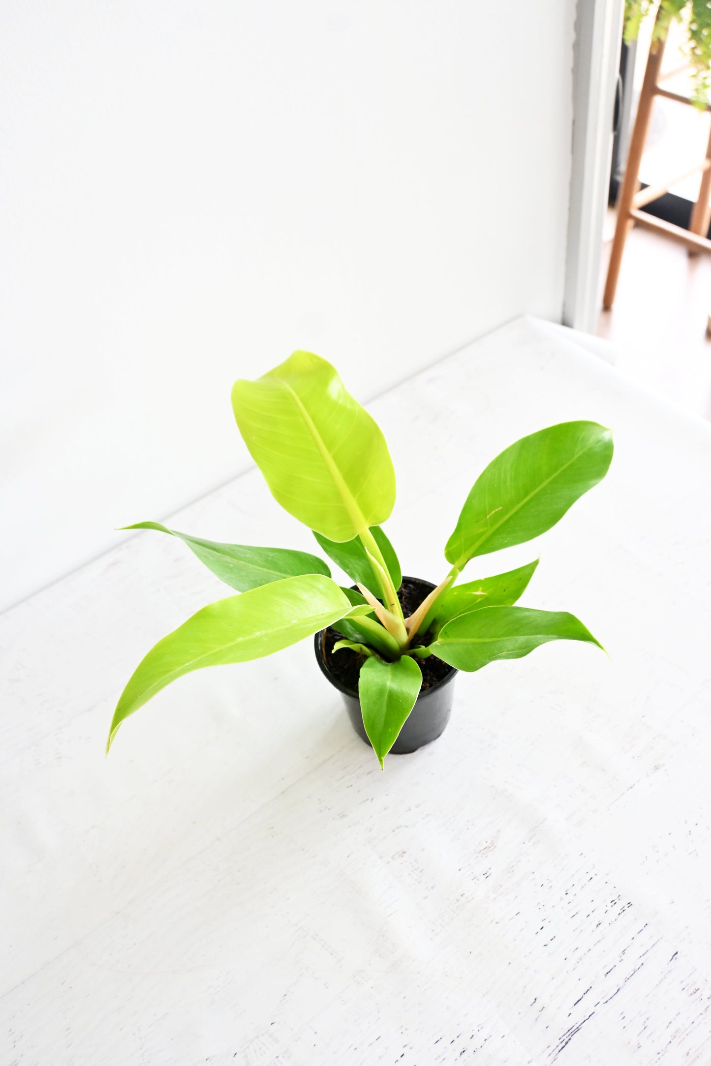Lemon Lime Philodendron