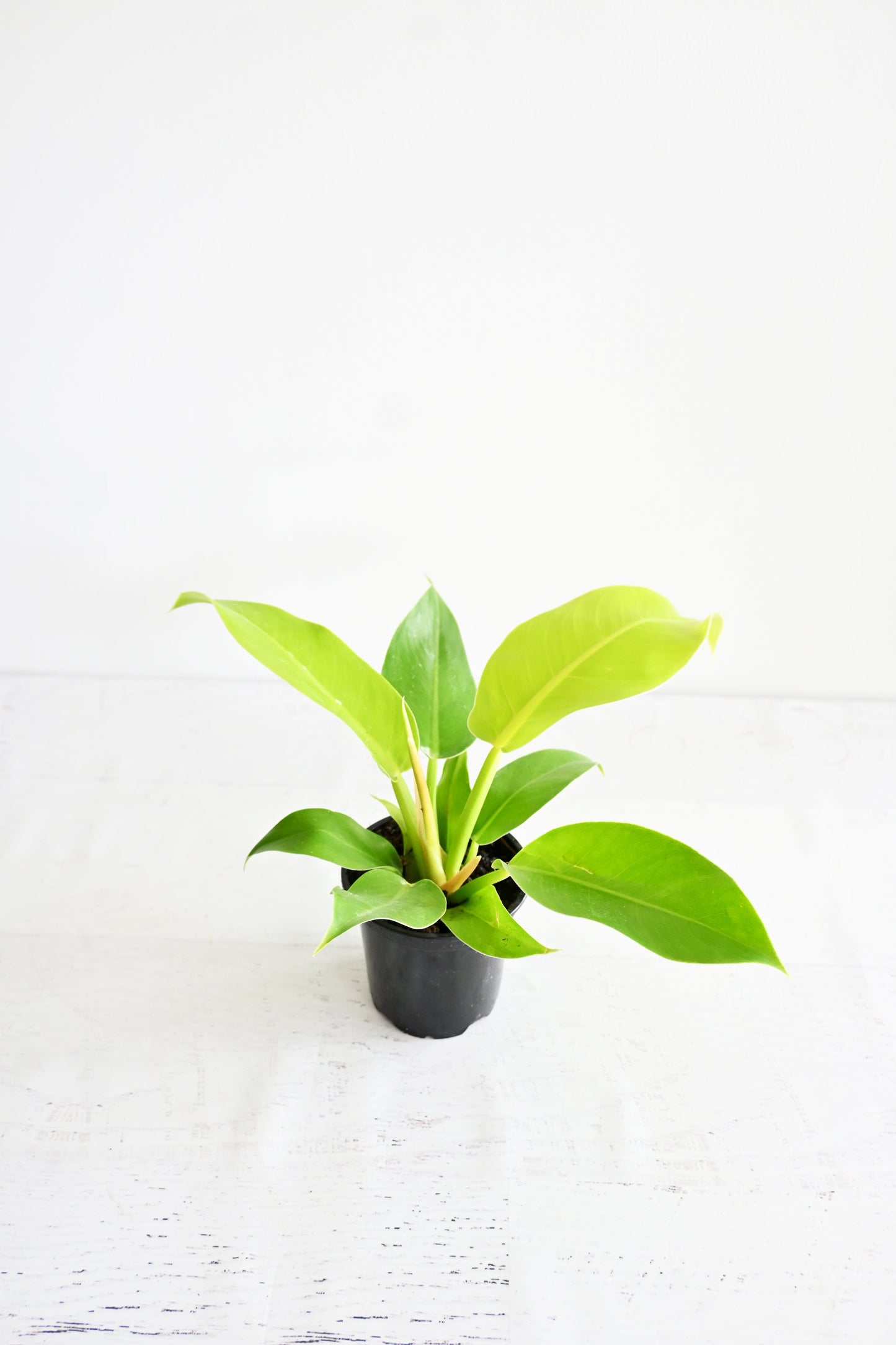 Lemon Lime Philodendron