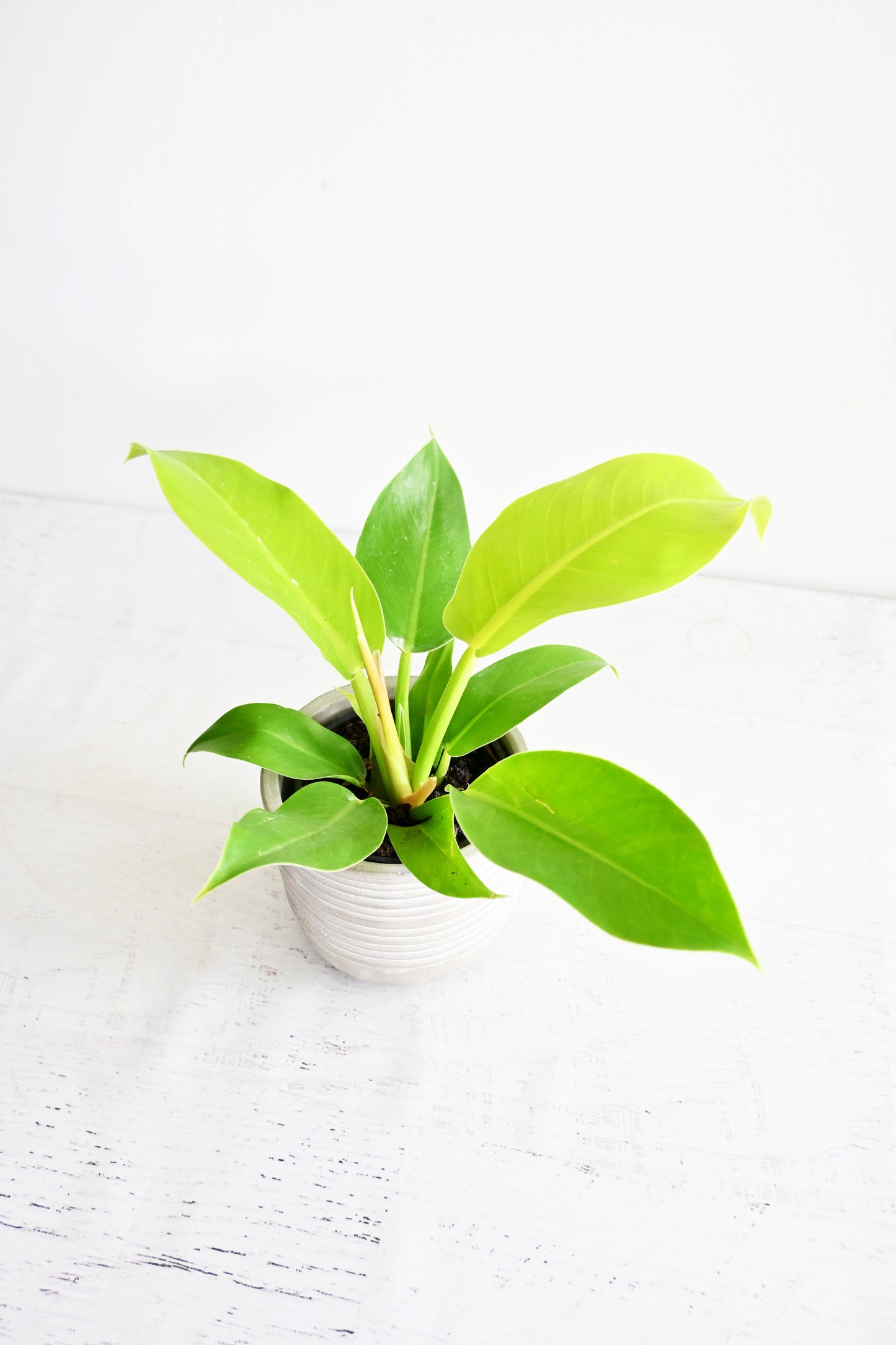 Lemon Lime Philodendron