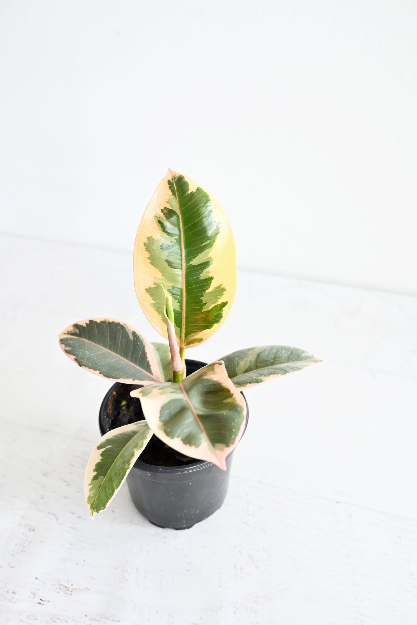 Variegated Rubber Plant