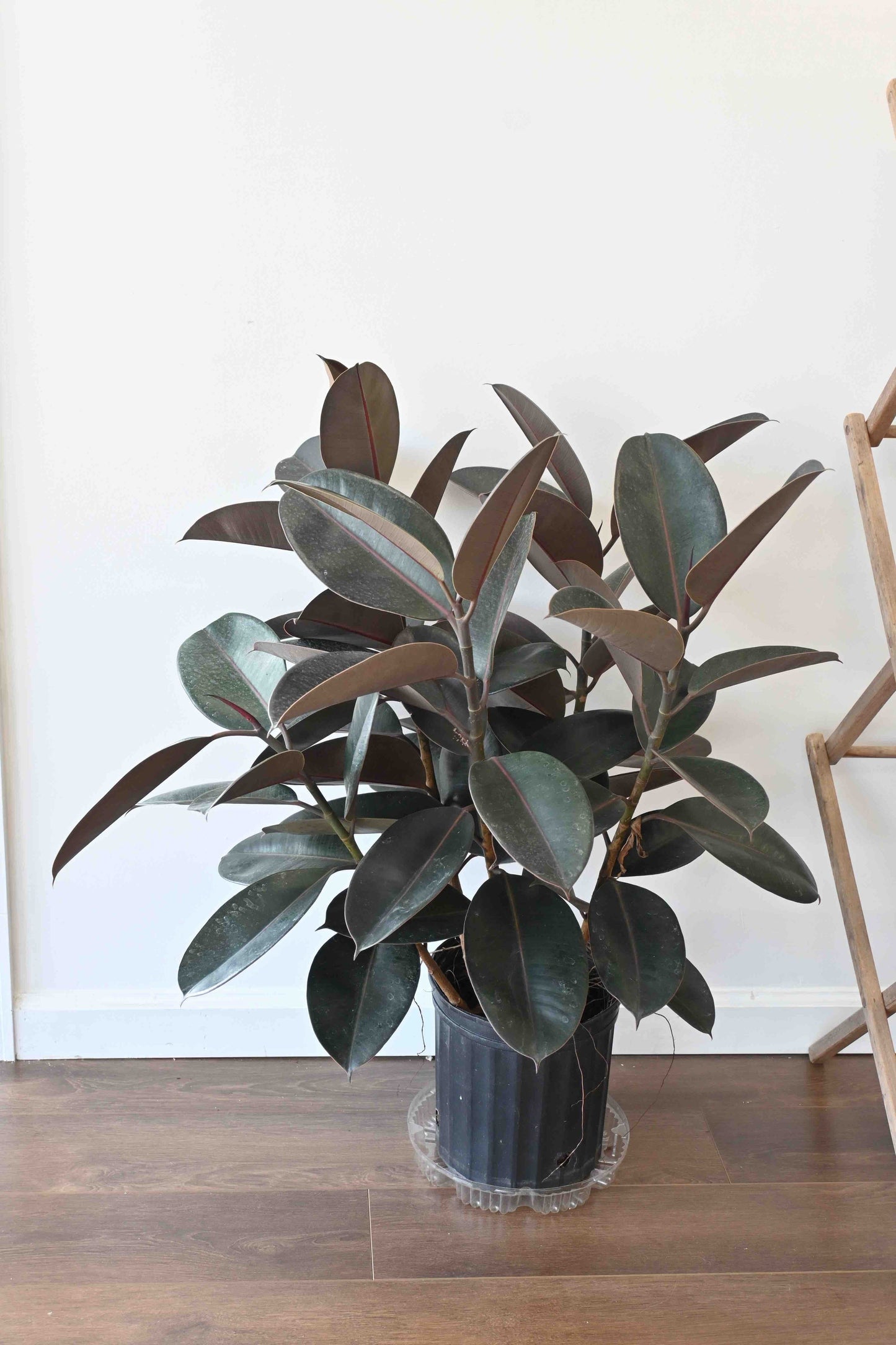 Rubber Ficus Plant