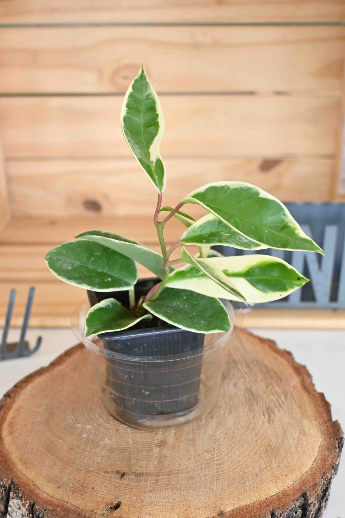 Variegated Hoya