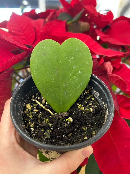 Hoya Hearts
