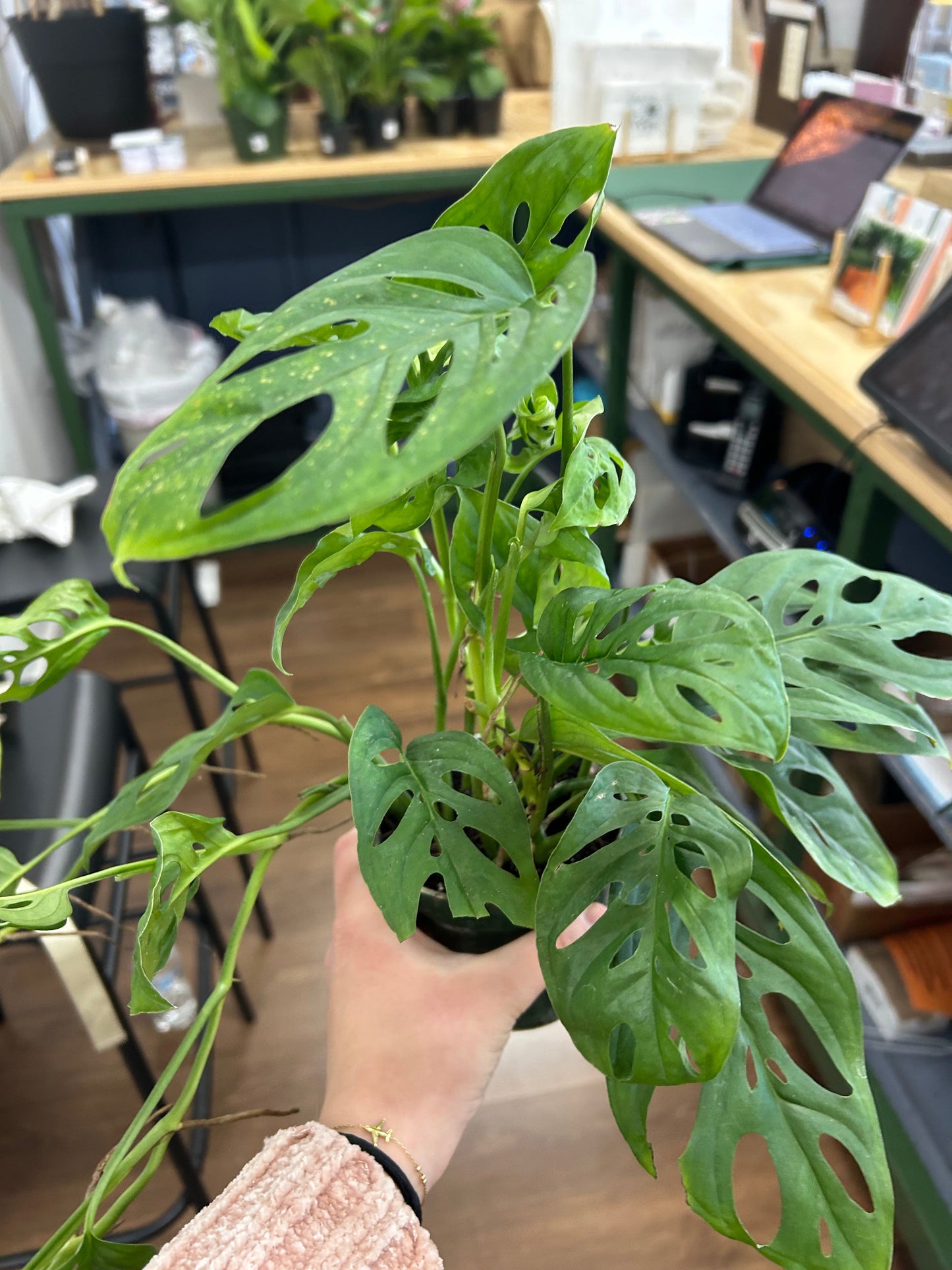 Swiss cheese plant