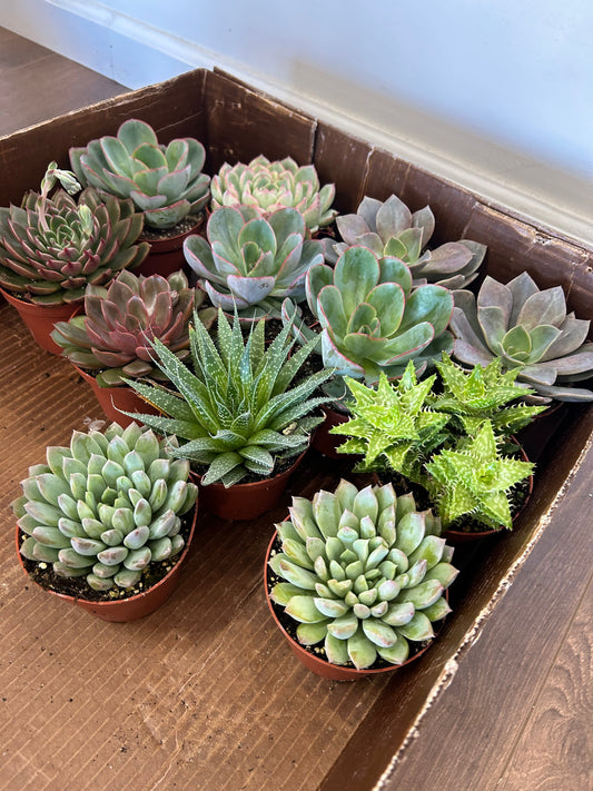 4" Succulents