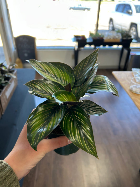 Pinstripe Calathea