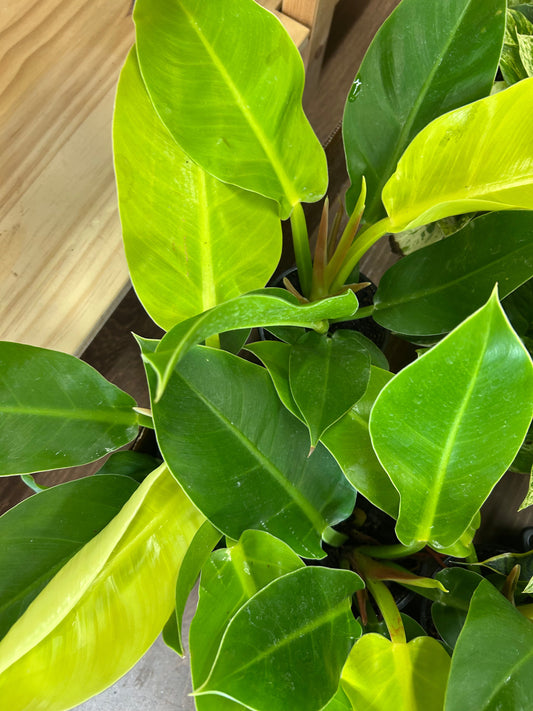 Lemon Lime philodendron