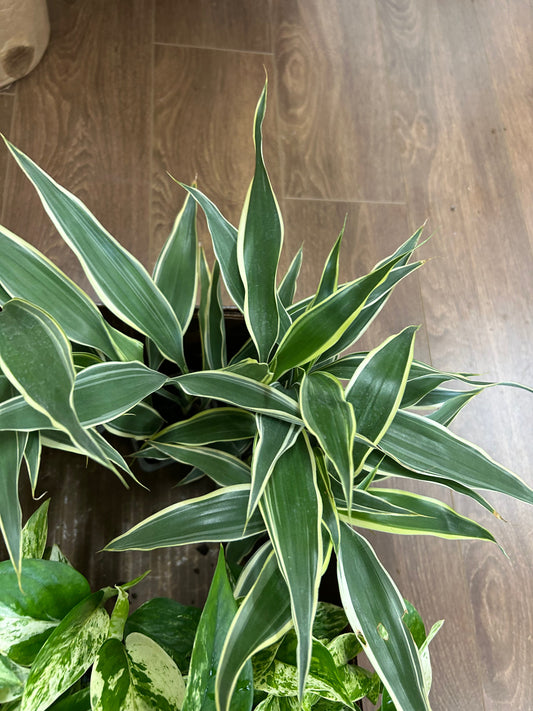 Lucky Bamboo Dracaena