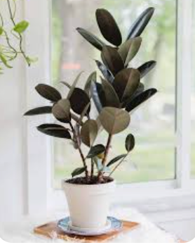 Rubber Ficus 4"