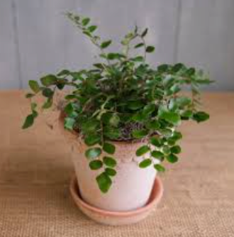 Button Fern
