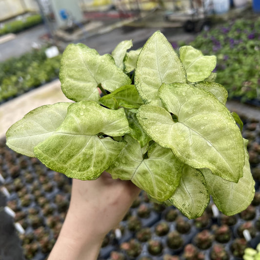 White Butterfly Arrowhead Plant