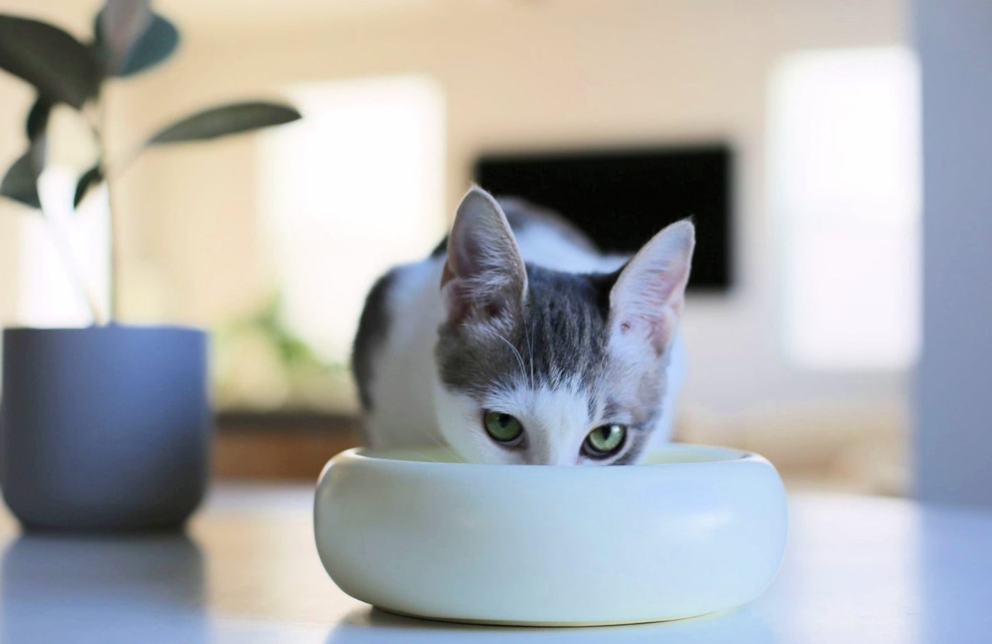 Halo Pet Bowl