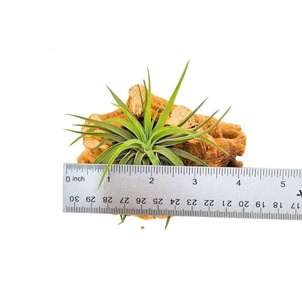 Velutina Air Plant, 2-3"