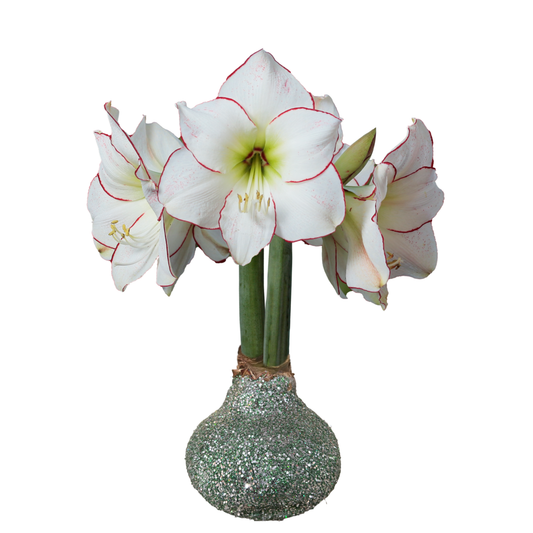 Picasso Amaryllis Sage Green Glitter Base 32cm+