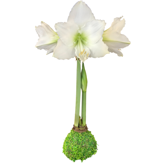 White Flower Moss Base 36+