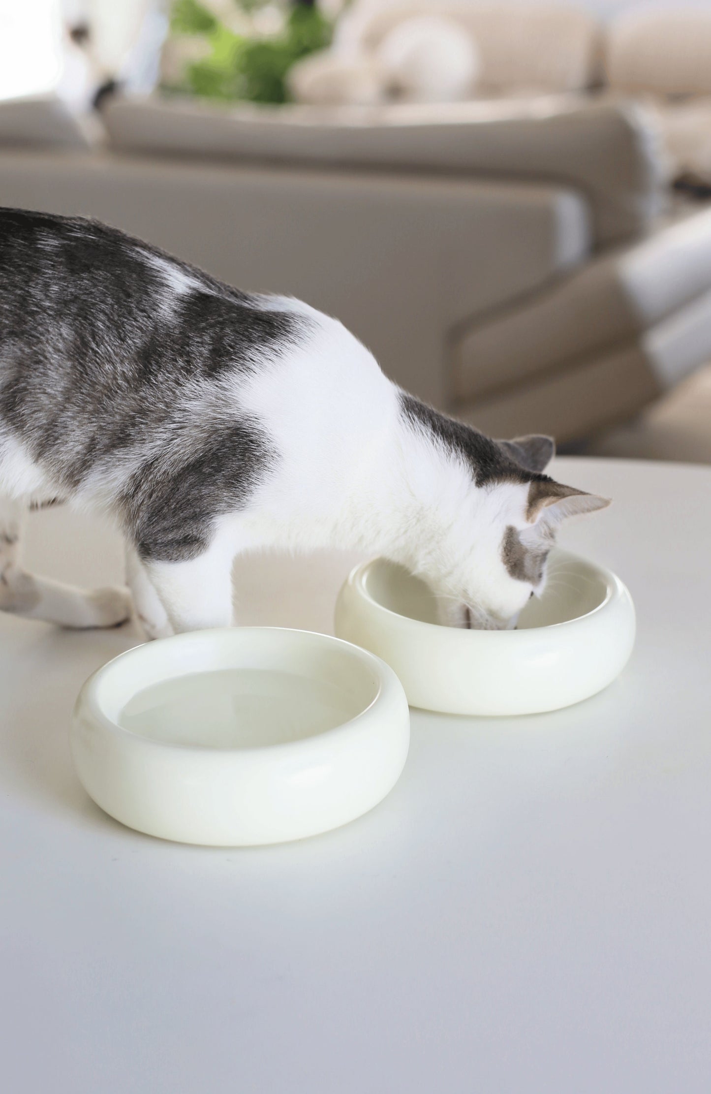 Halo Pet Bowl