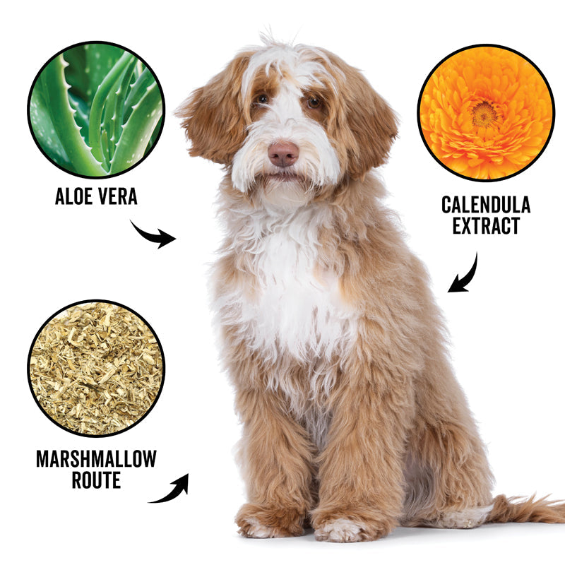 DOGDAYS Hydrating Dog Shampoo for Curly & Wavy Coats — Tear-Free, Vegan, and Hypoallergenic