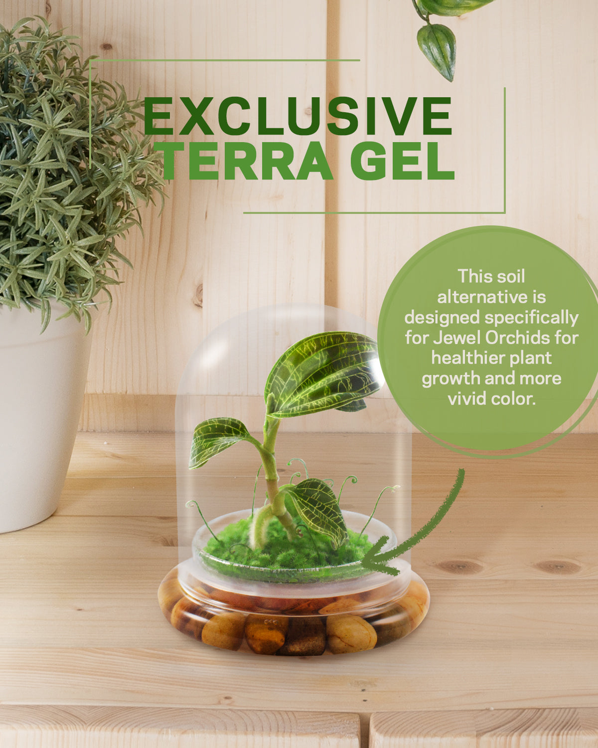 Jewel Orchid Terrarium