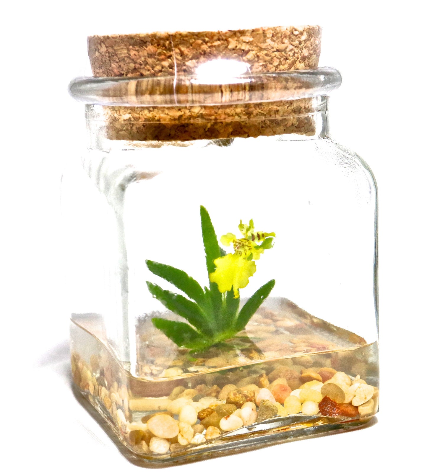 Orchid Terrarium - Miniature