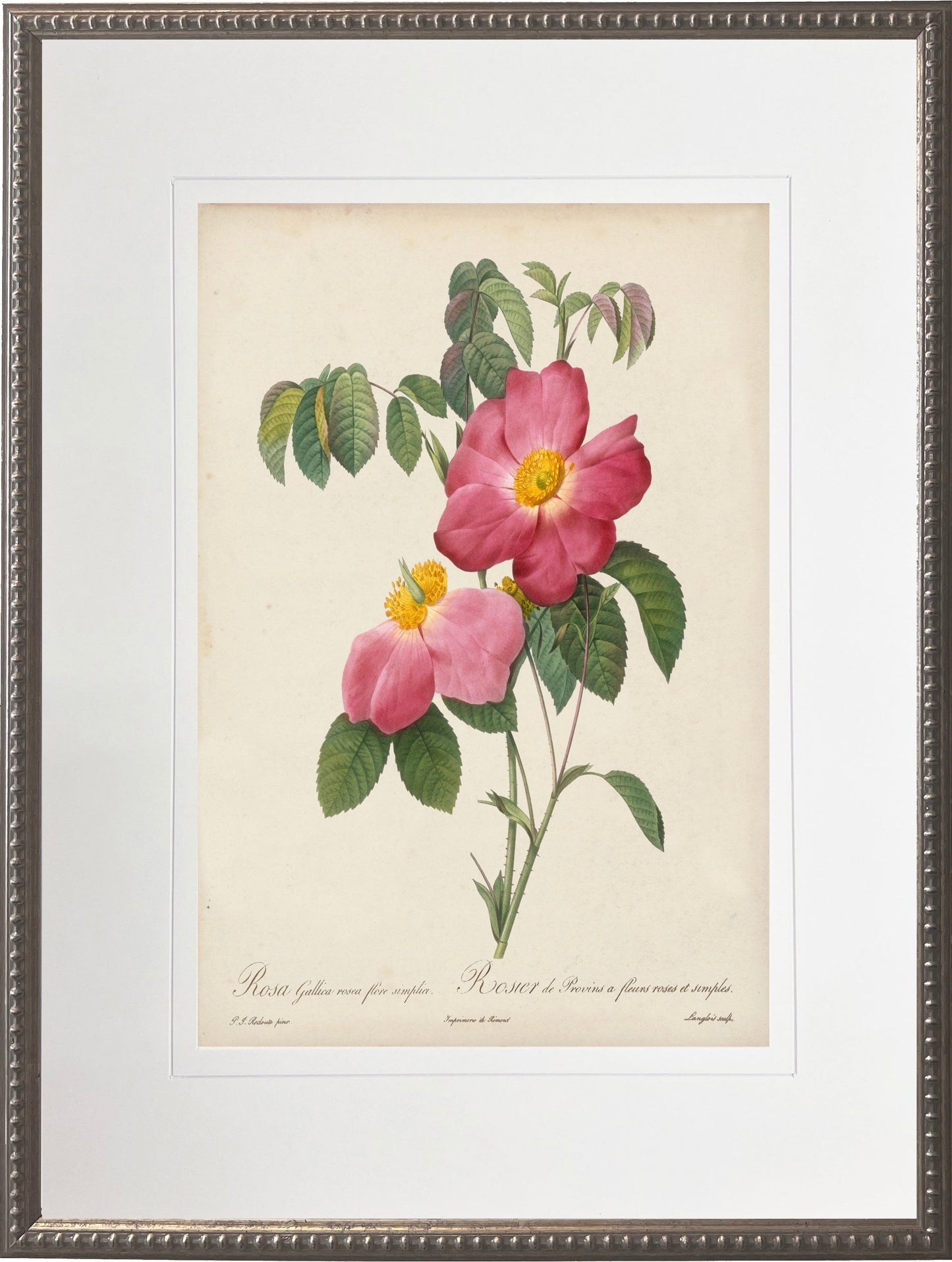 Vintage Pink Rose Print in Beaded Pewter Frame