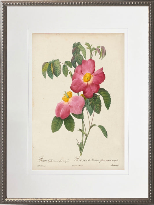 Vintage Pink Rose Print in Beaded Pewter Frame