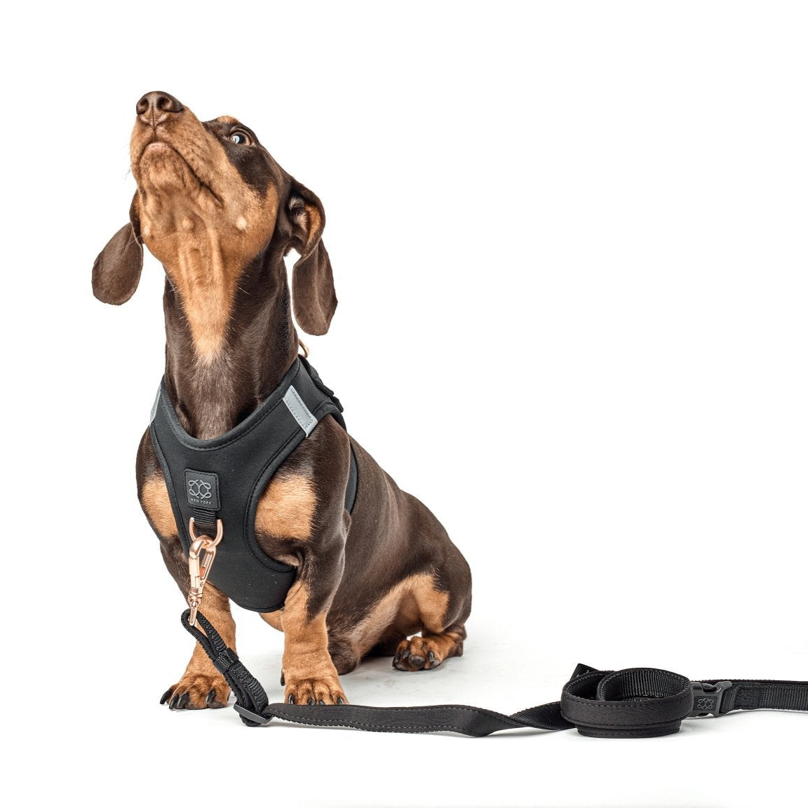City Leash Set - Black