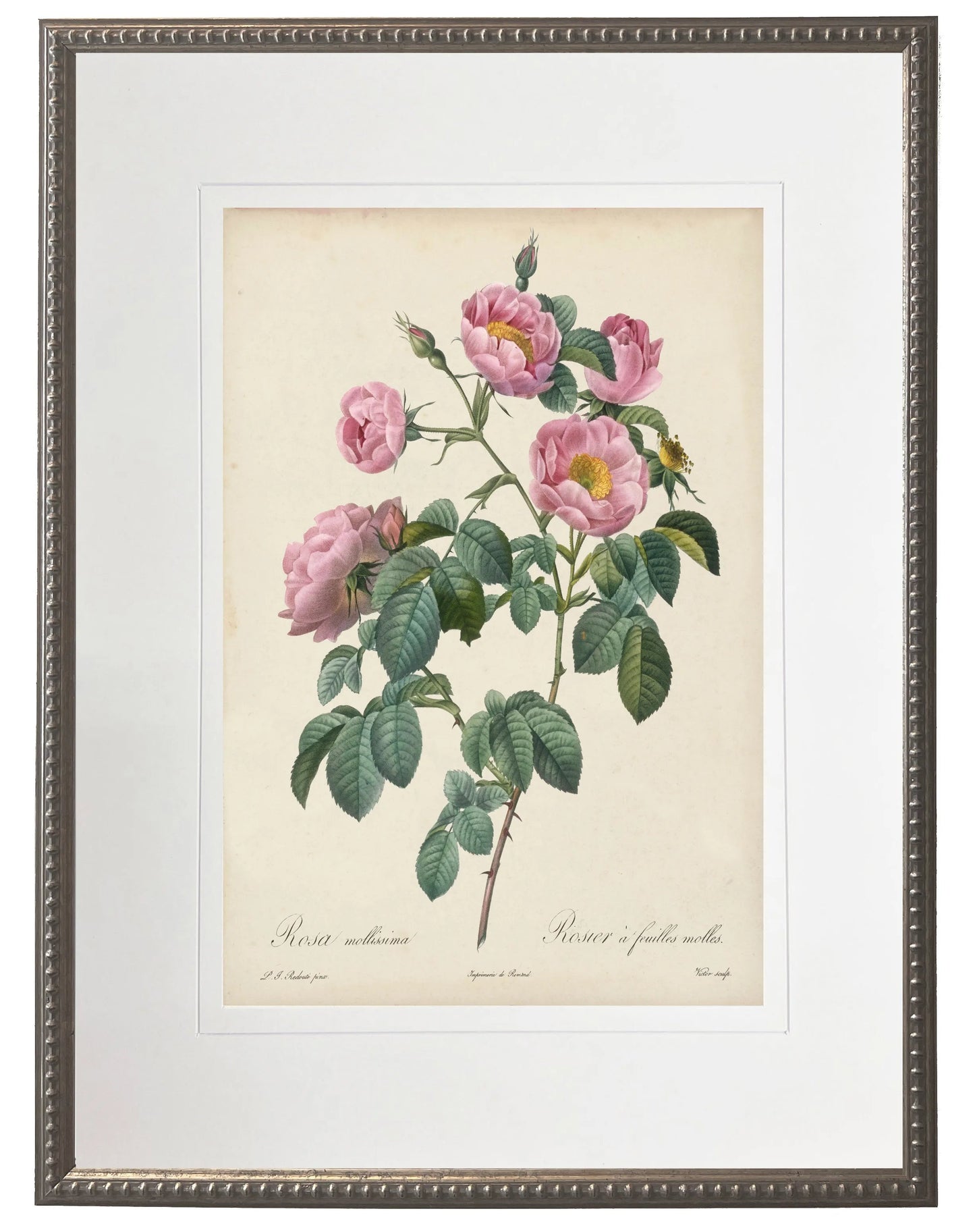 Vintage Rose Print in Beaded Pewter Frame
